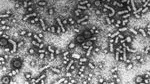 Hepatitis-B-Virus