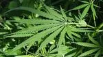 Marihuana