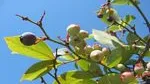 Rabbiteye Blueberry