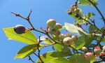Lišće borovnice