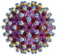 hepatitis B virus